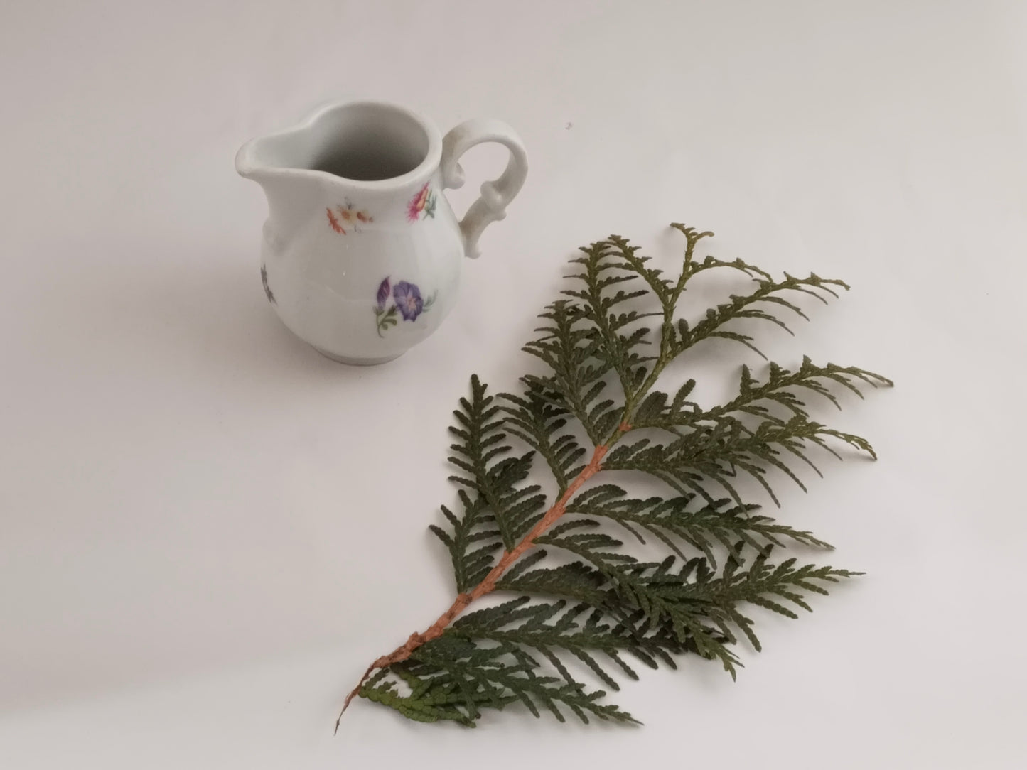 Größenvergleich: Ein kleines Porzellan-Milchkännchen neben einem grünen Zweig.