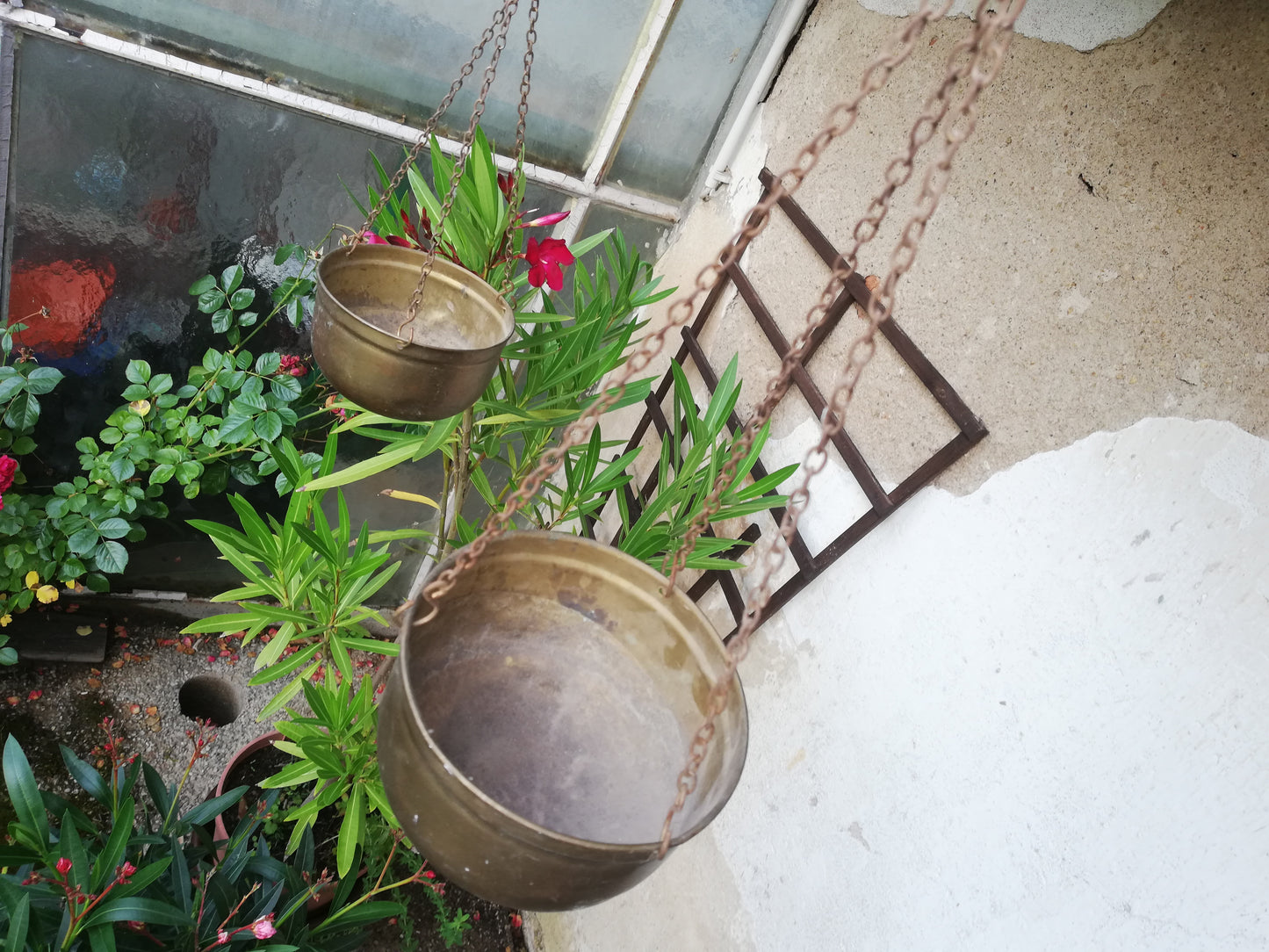 Die Zierwaage im Gartenambiente neben blühenden Pflanzen