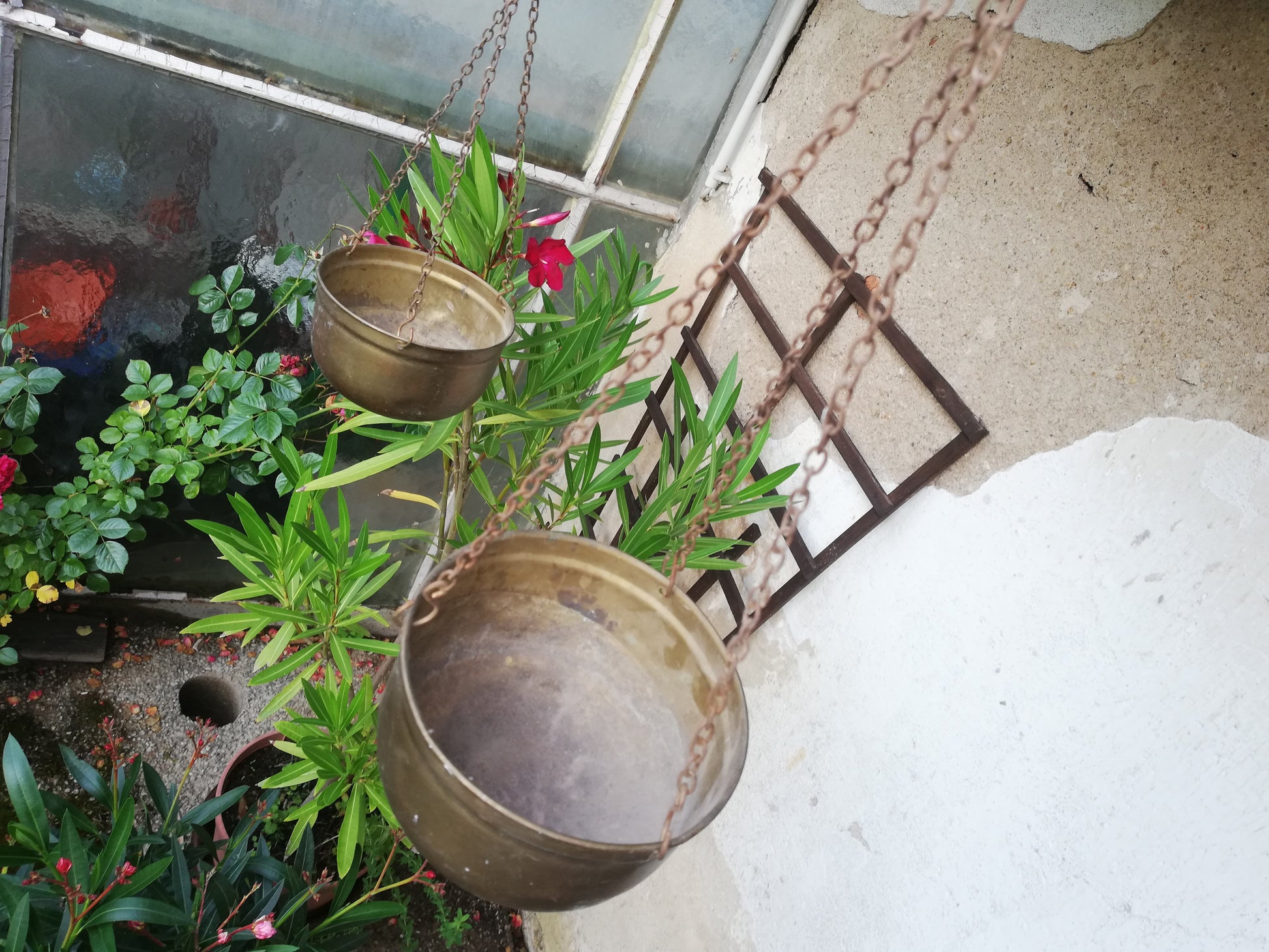 Die Zierwaage im Gartenambiente neben blühenden Pflanzen