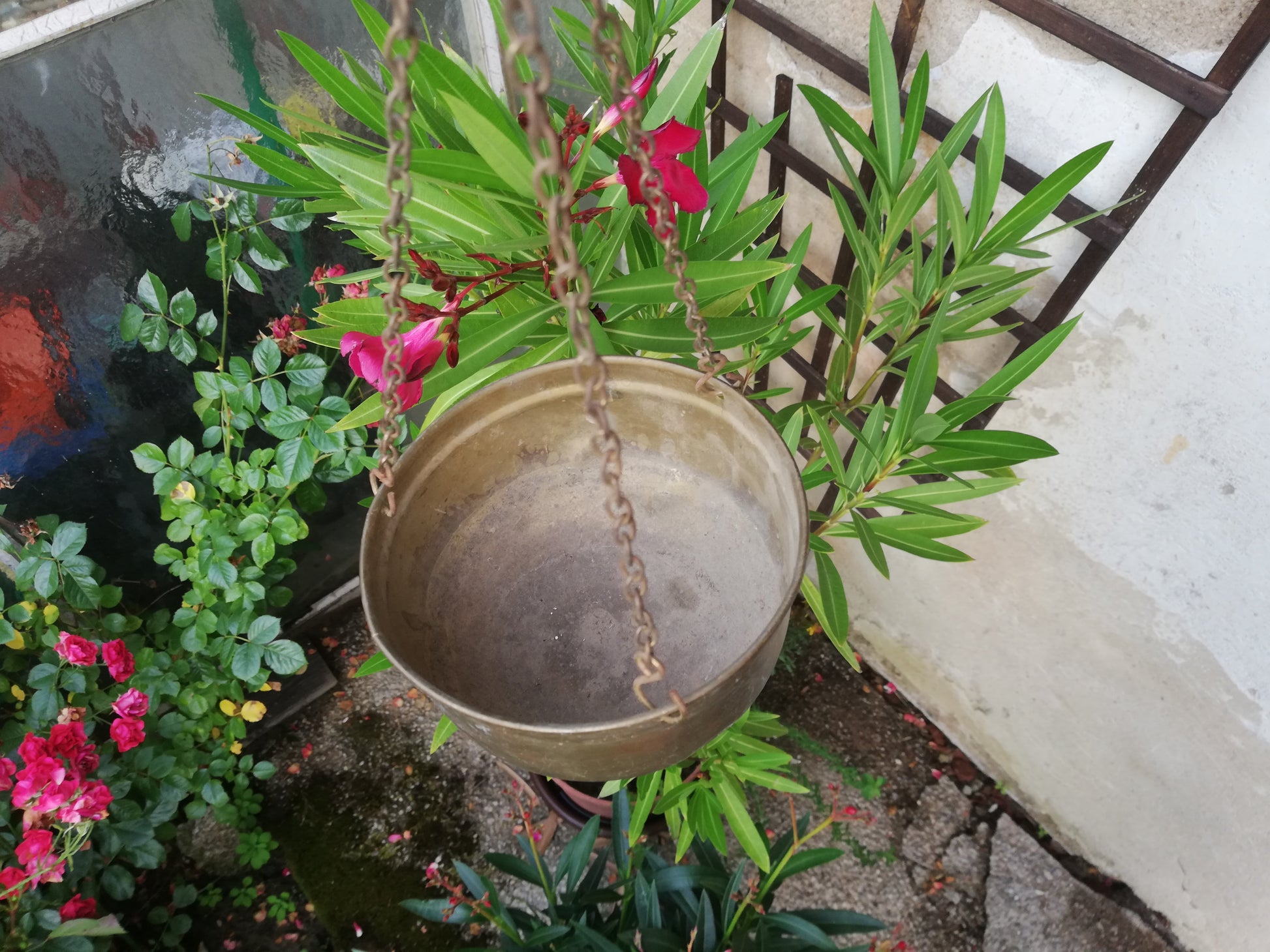 Die Zierwaage im Gartenambiente neben blühenden Pflanzen