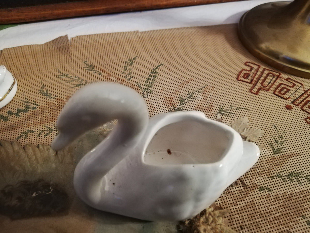 Kopf und Schnabel des Mini-Schwans im Detail