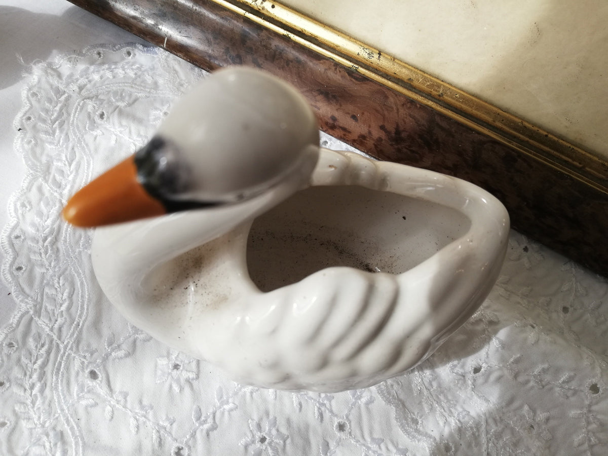 Schwan mit Sukkulente