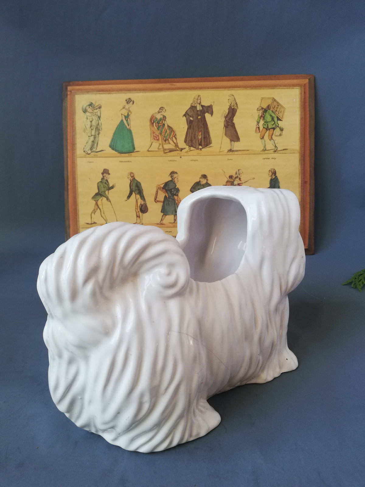 Pekinese mit Sukkulente bepflanzt