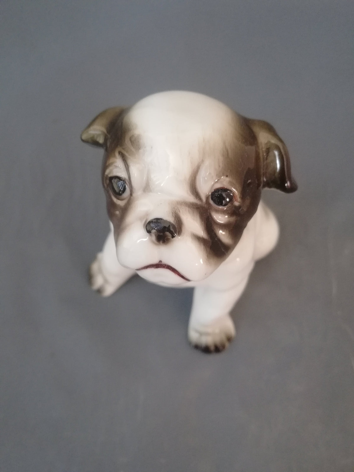 Bulldogge von der linken Seite