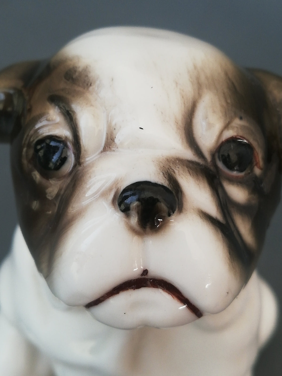 Bulldogge von der rechten Seite