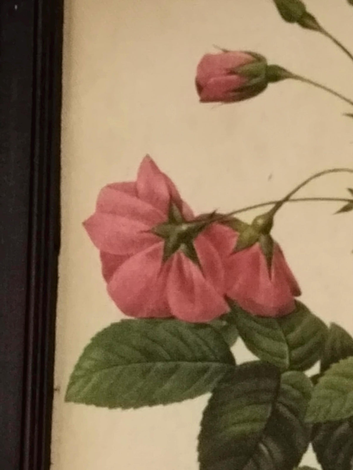 Seidenoberfläche des Rosenbilds aus nächster Nähe