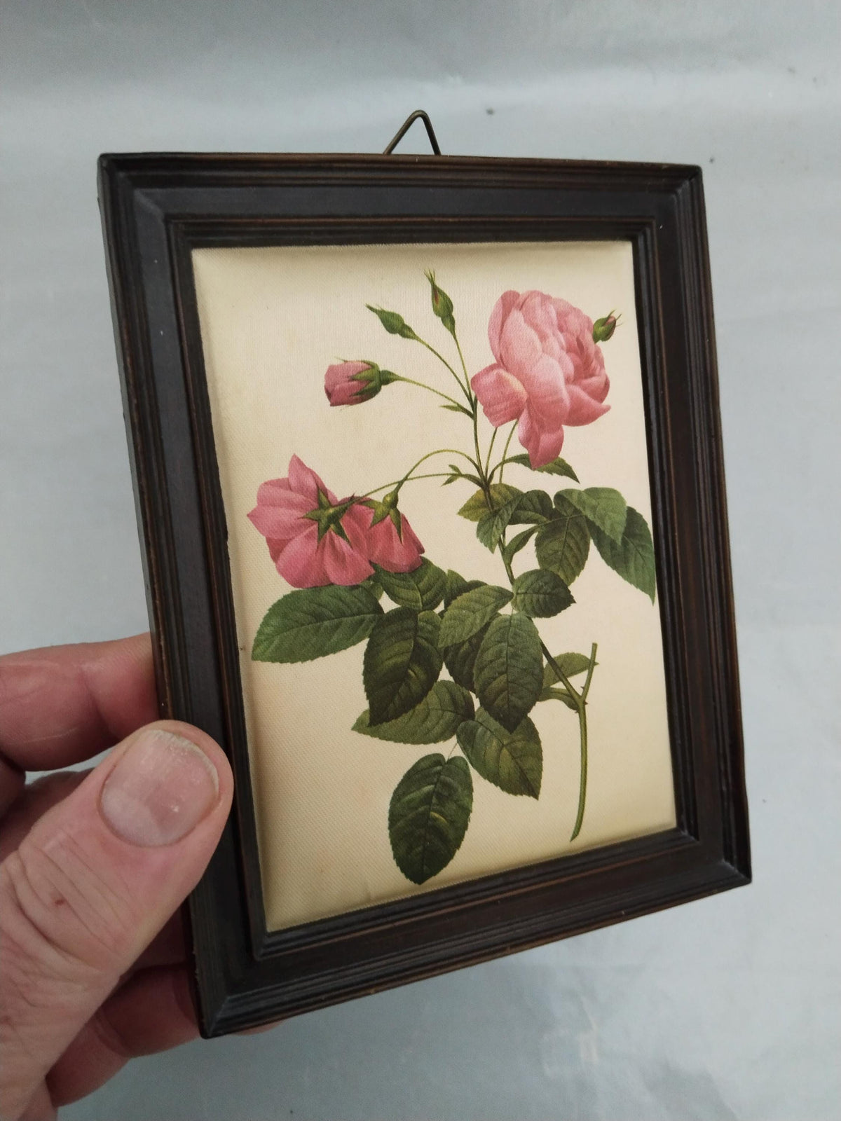Größenvergleich des Rosenbilds in der Hand