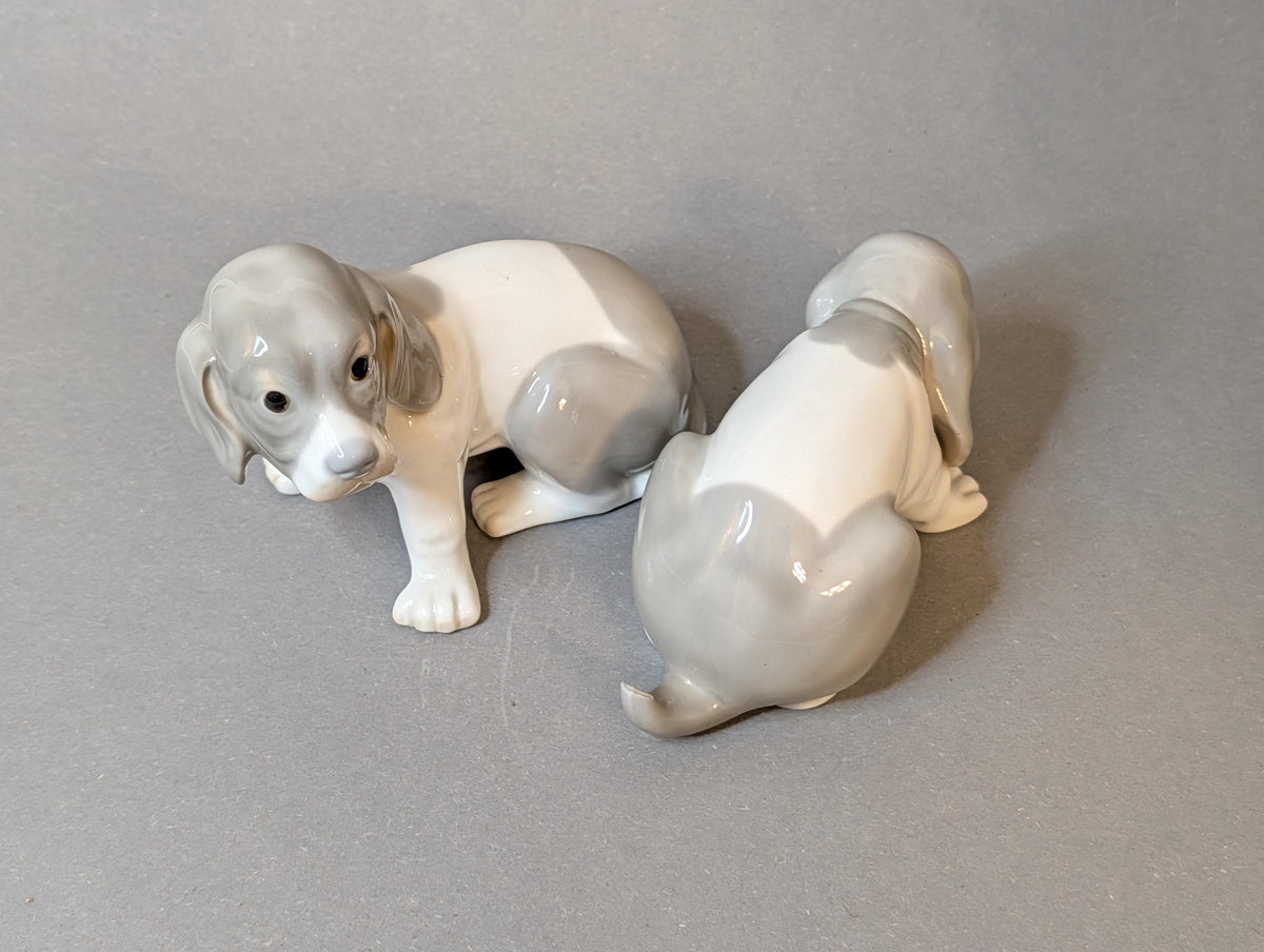 Kopf eines Pointer-Welpen von oben