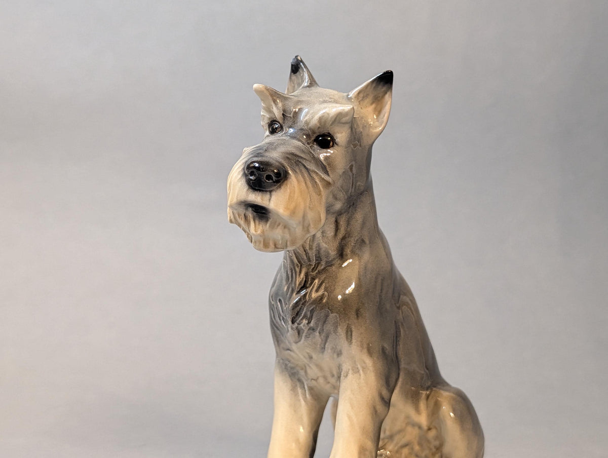Kopf des Schnauzers mit Bart im Detail