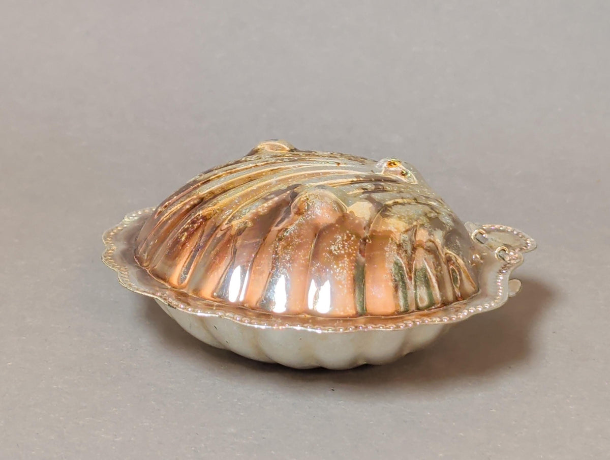 Unterseite der Muscheldose