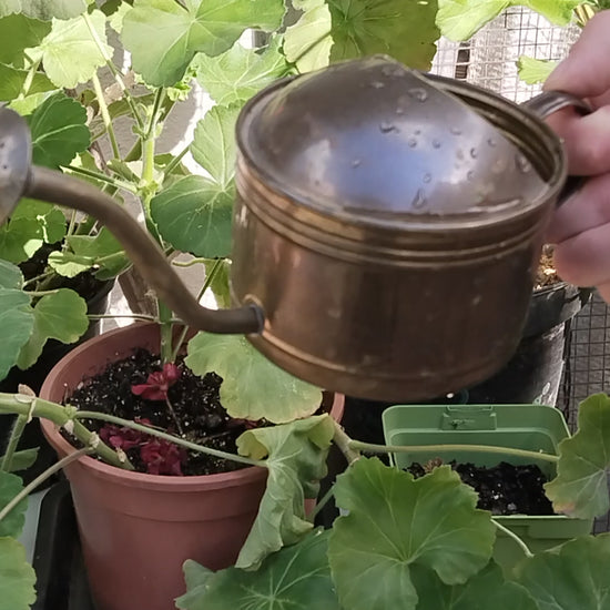 Kleine Messing Gießkanne Vintage, Video.