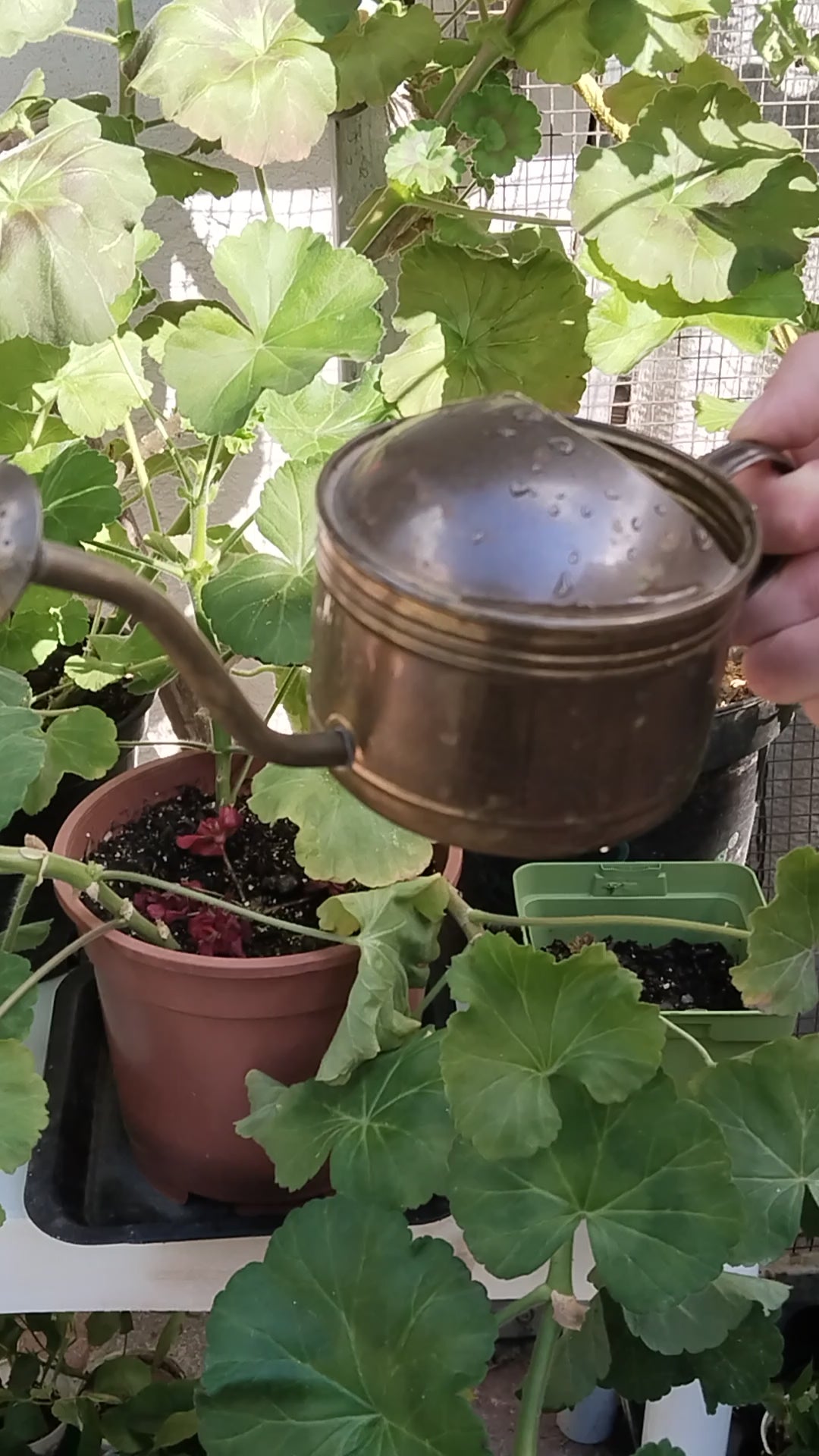 Kleine Messing Gießkanne Vintage, Video.