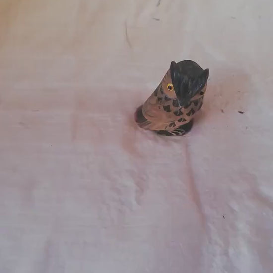 Video: Kleine Horneule mit Glasaugen rundum gedreht